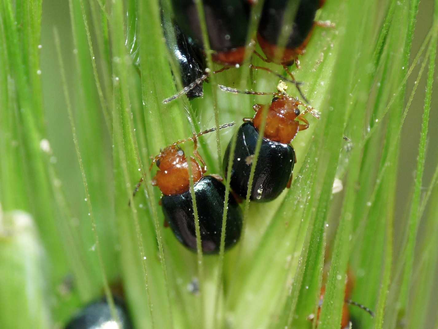 Podagrica fuscicornis